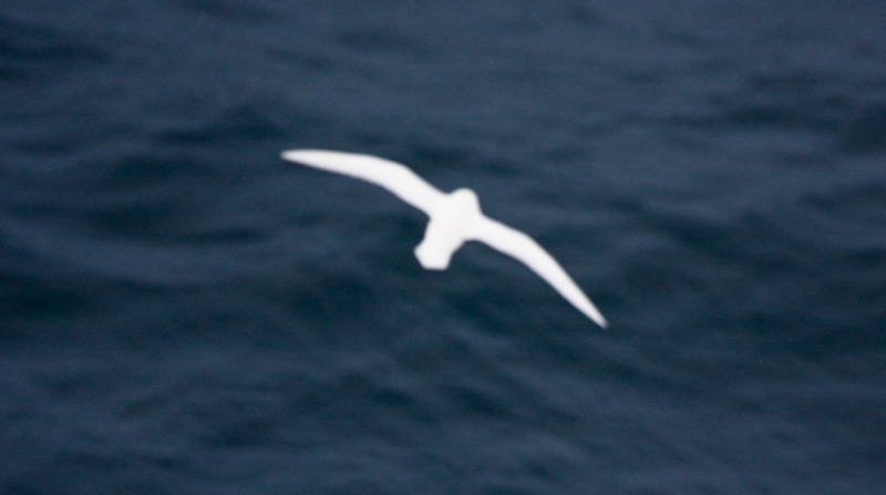 Snow Petrel In Flight